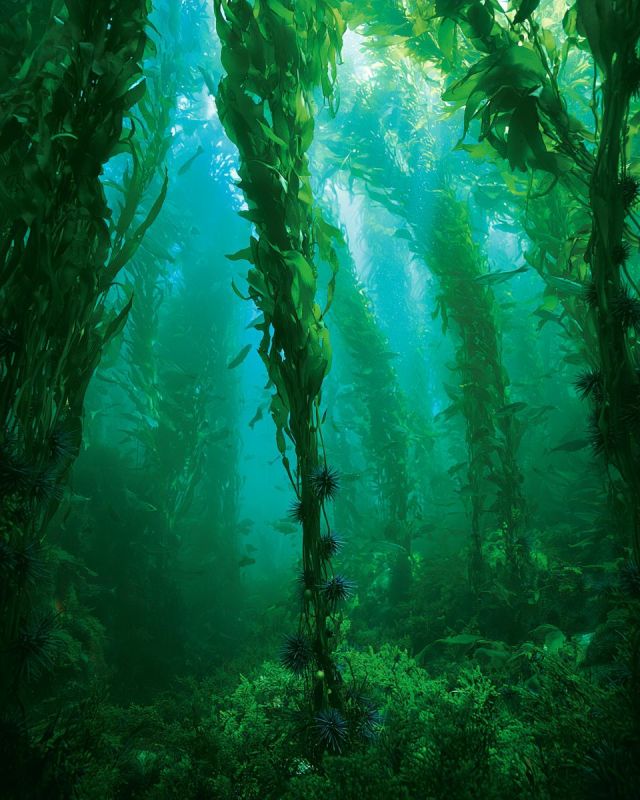 Underwater Kelp 2