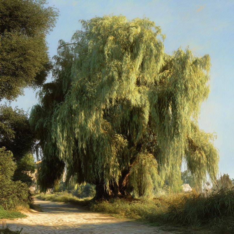Willow Tree, Gargantuan 2