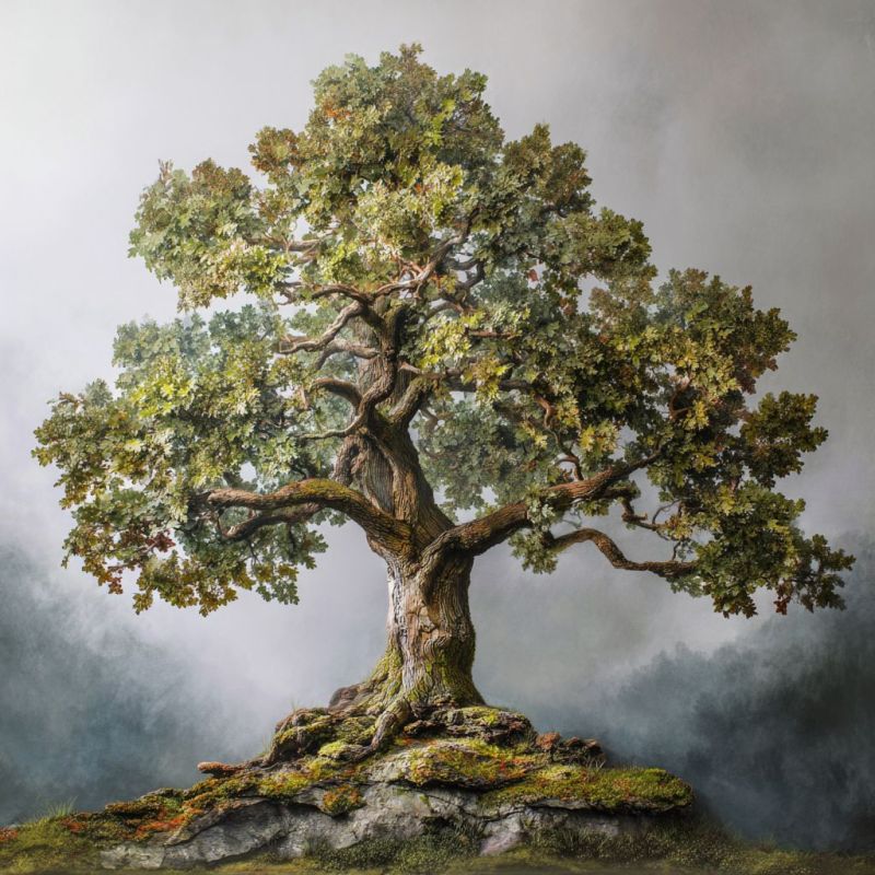 Oak Tree, Medium