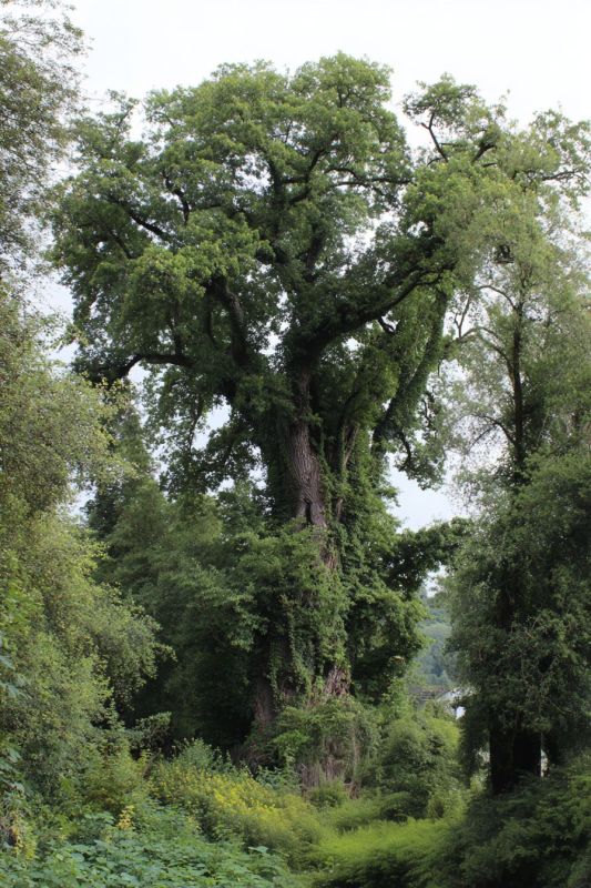 Ash Tree, Gargantuan