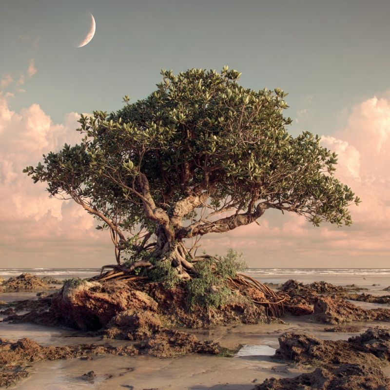 Mangrove Tree, Medium