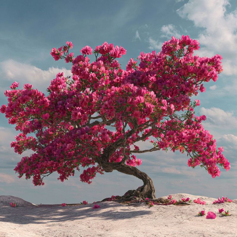 Azalea Tree, Large 4