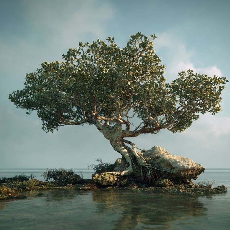 Mangrove Tree, Large 6