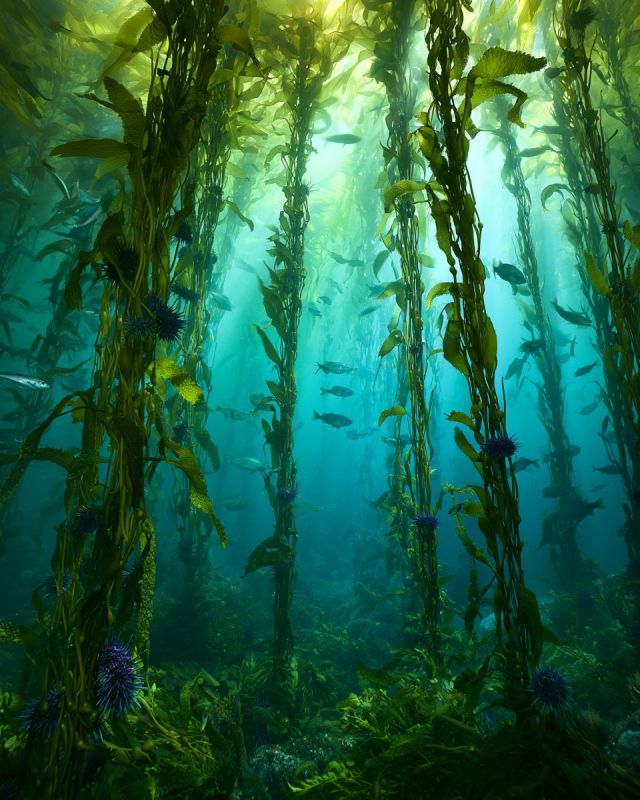 Underwater Kelp 3