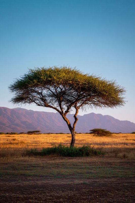 Acacia Tree, Small