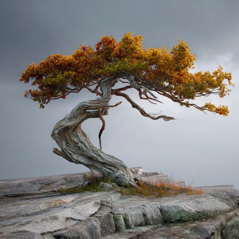 Acacia Tree, Large 2