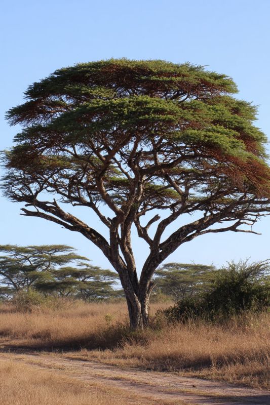 Acacia Tree, Medium