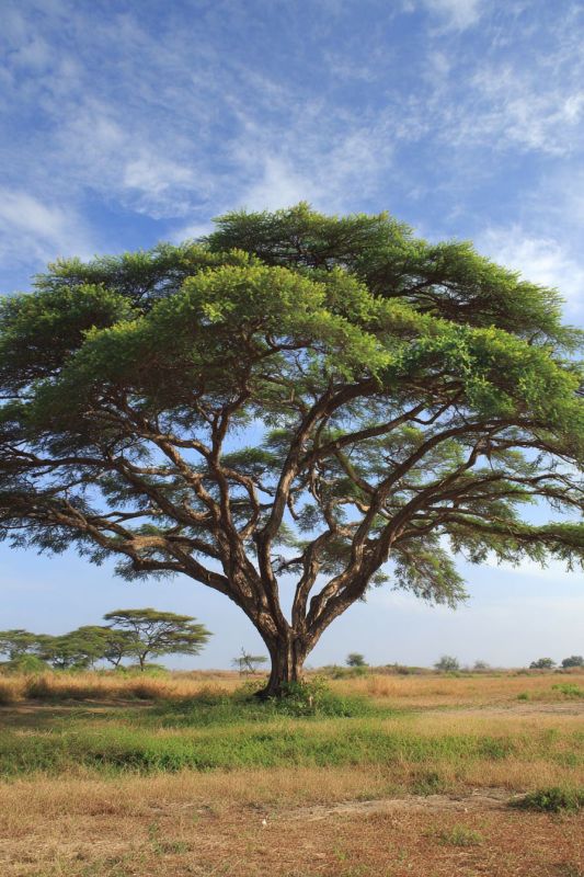 Acacia Tree, Huge