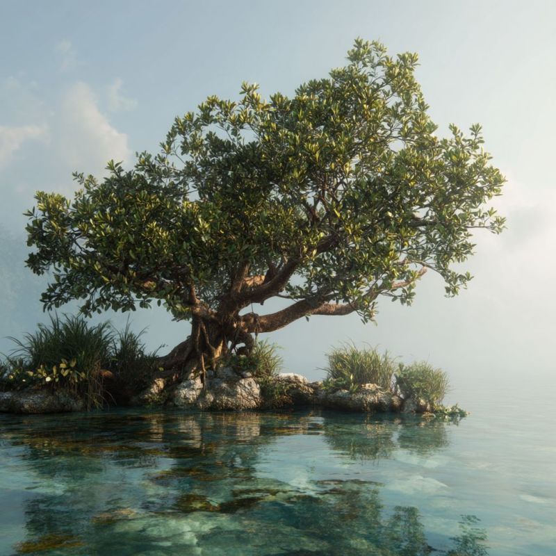 Mangrove Tree, Large 3